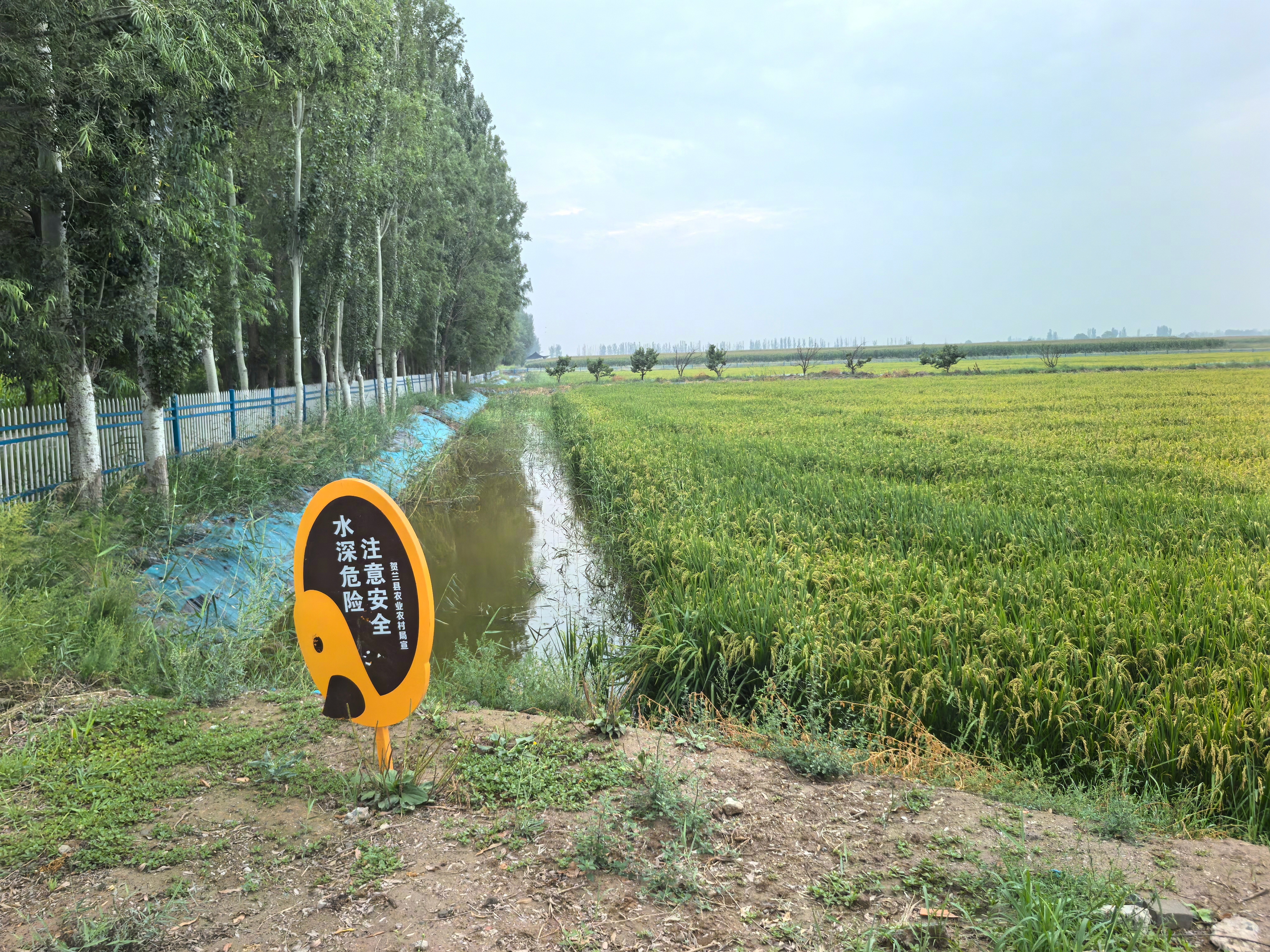 云游中阿博览会吸睛宁夏等你上分水稻地旁的大水沟是干啥的？宁夏盐碱地很多，重度盐碱
