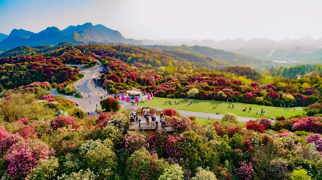 中国最美的花海之一——百里杜鹃，你去过吗？

百里杜鹃景区位于贵州毕节市黔西县和