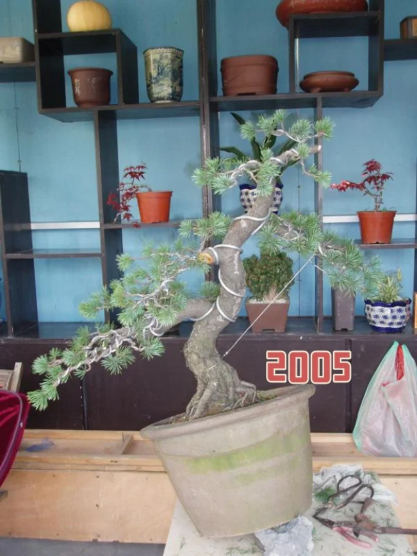 将时光倒回到2005年