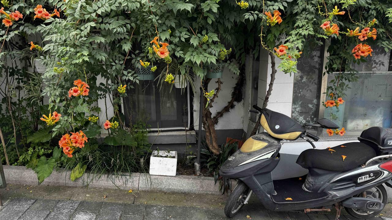凌霄花拍照打卡