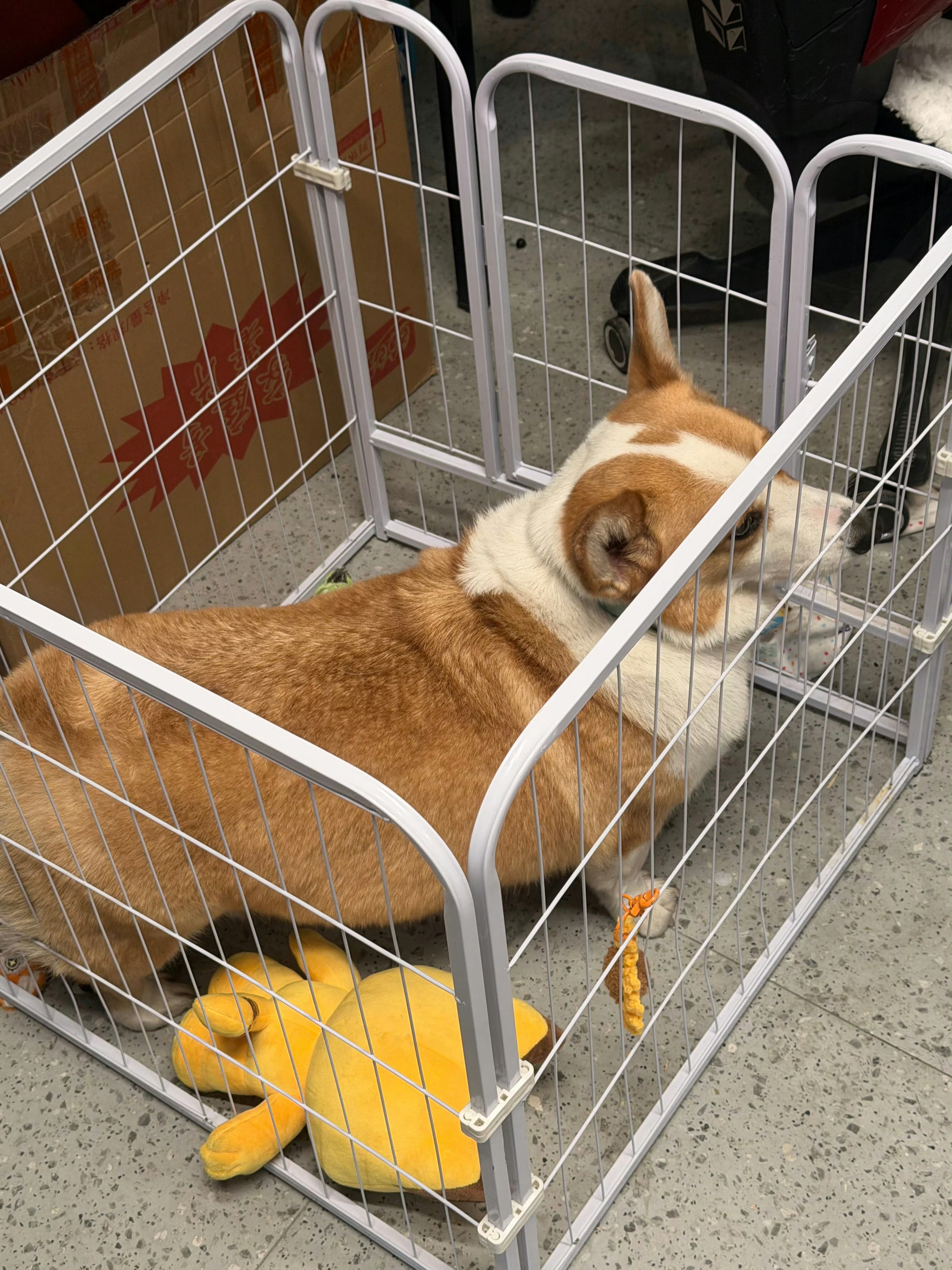 犬之大 一笼装不下建议送到路路酱这里养两天！云雨成光 2026pel