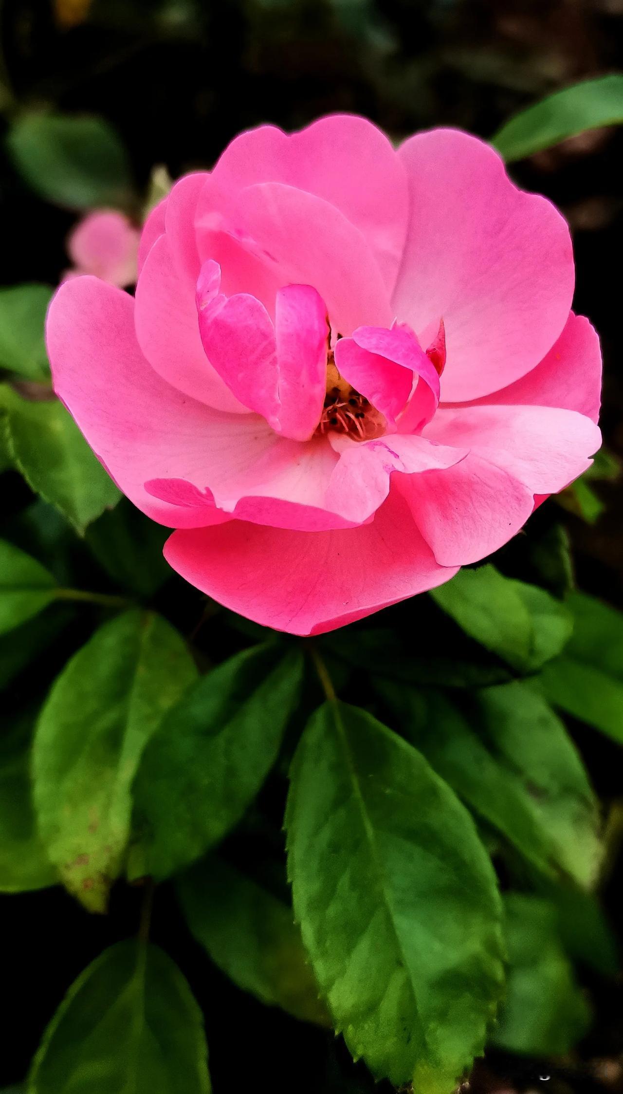 （首发原创）
       一抹粉红色的月季花，在时光里静静绽放。那娇艳的花瓣，