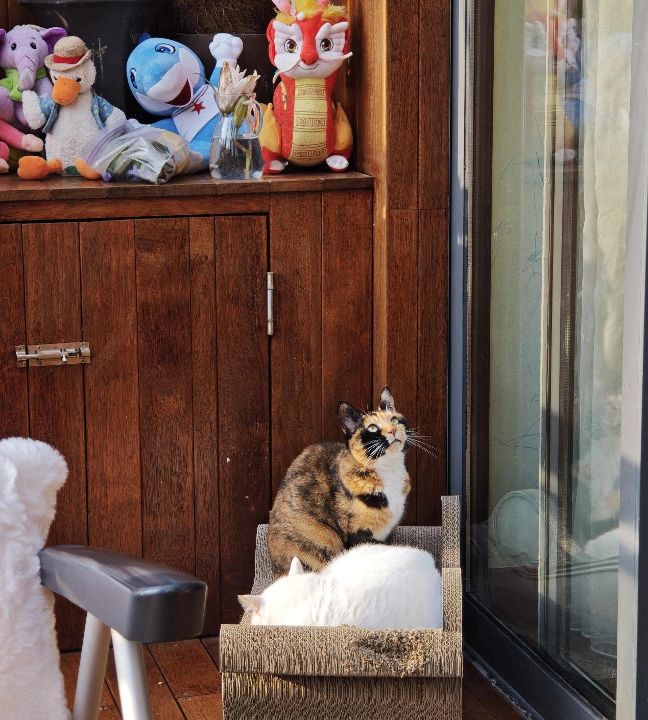 今天是初五，在我小时候，过了初五年就结束了，生活回到正轨，这意味着，大鱼大肉让位