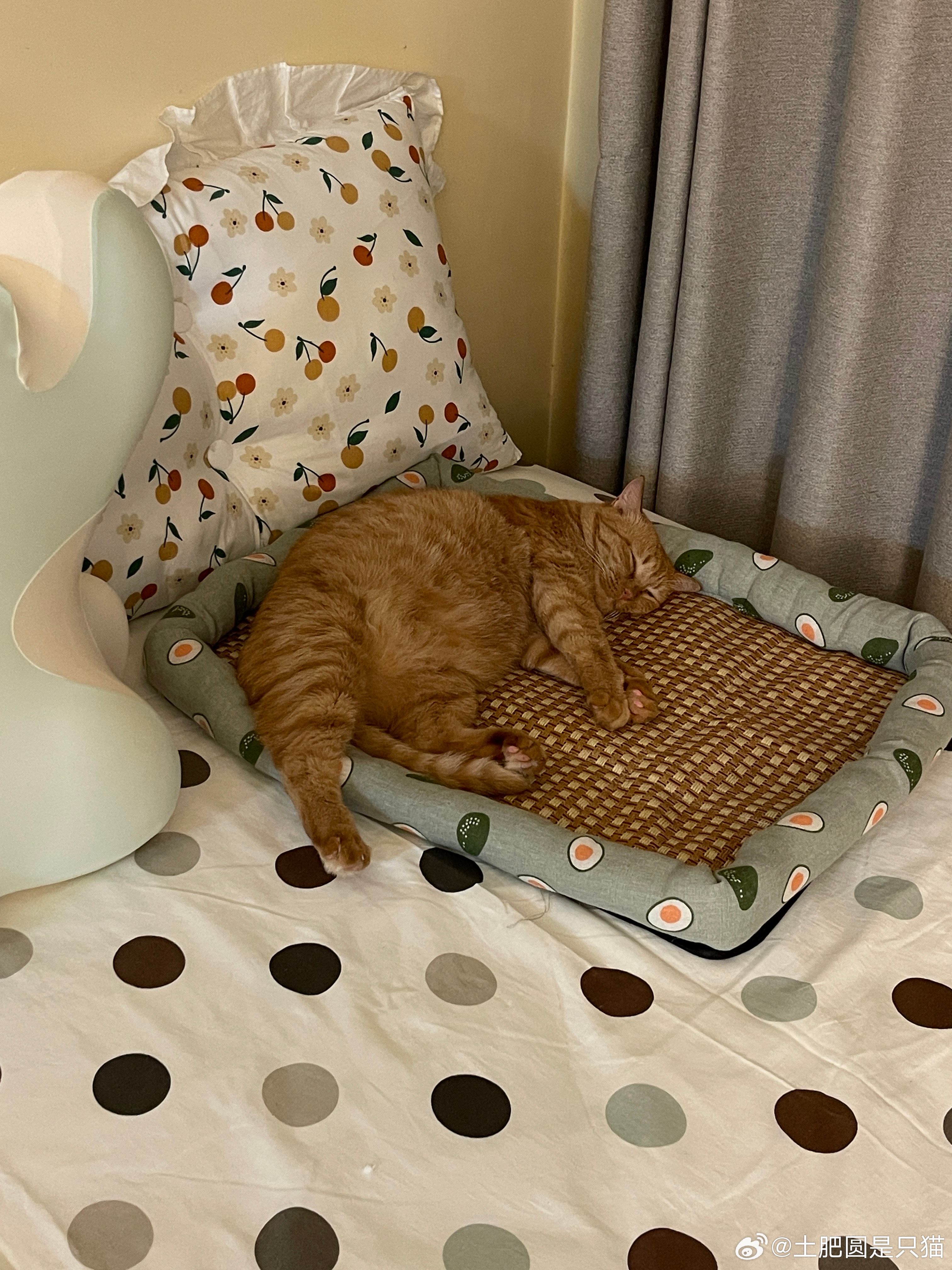 现在小肉肉确实有点玩嗨了，直接从猫爬架跳到小床上，按照它的短腿来说这个距离还是挺