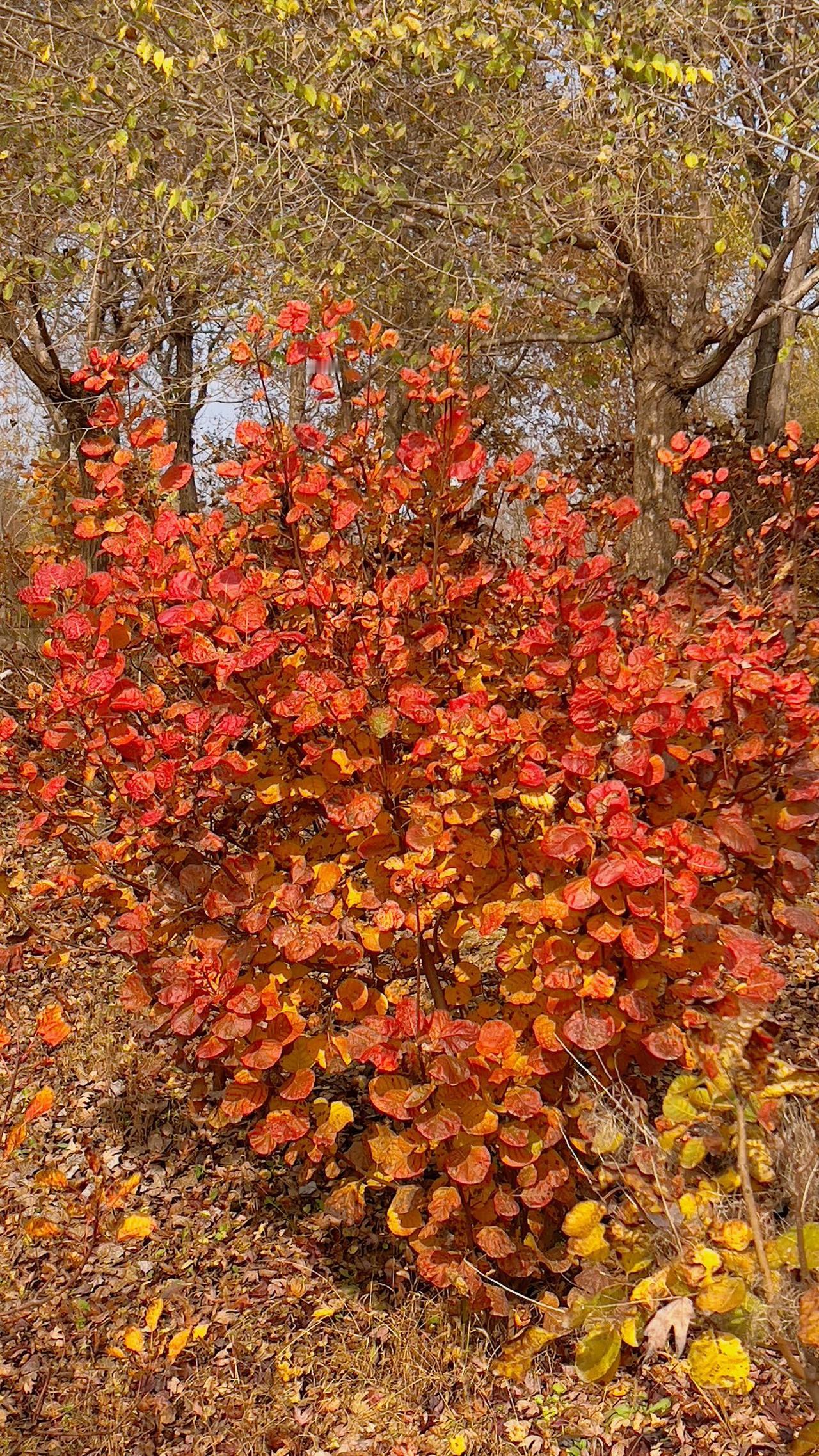 一张照片分享秋色