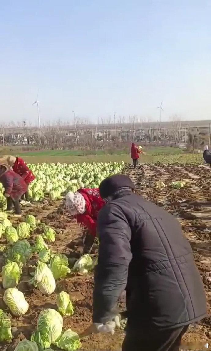 【骗取补助款？ 网传江苏一村在地里种成熟大白菜 ，早上种晚上收】 官方回应江苏一