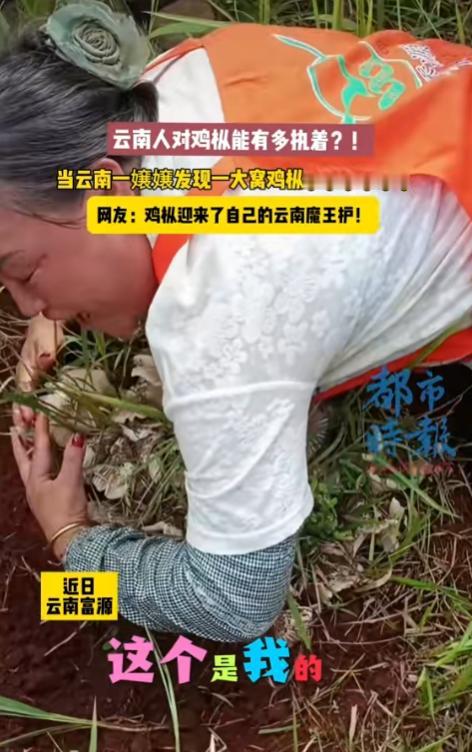 争议不断！云南大姐上山捡菌遇罕见一窝鸡枞，当场趴地护住，怒斥旁人不许靠近。
 