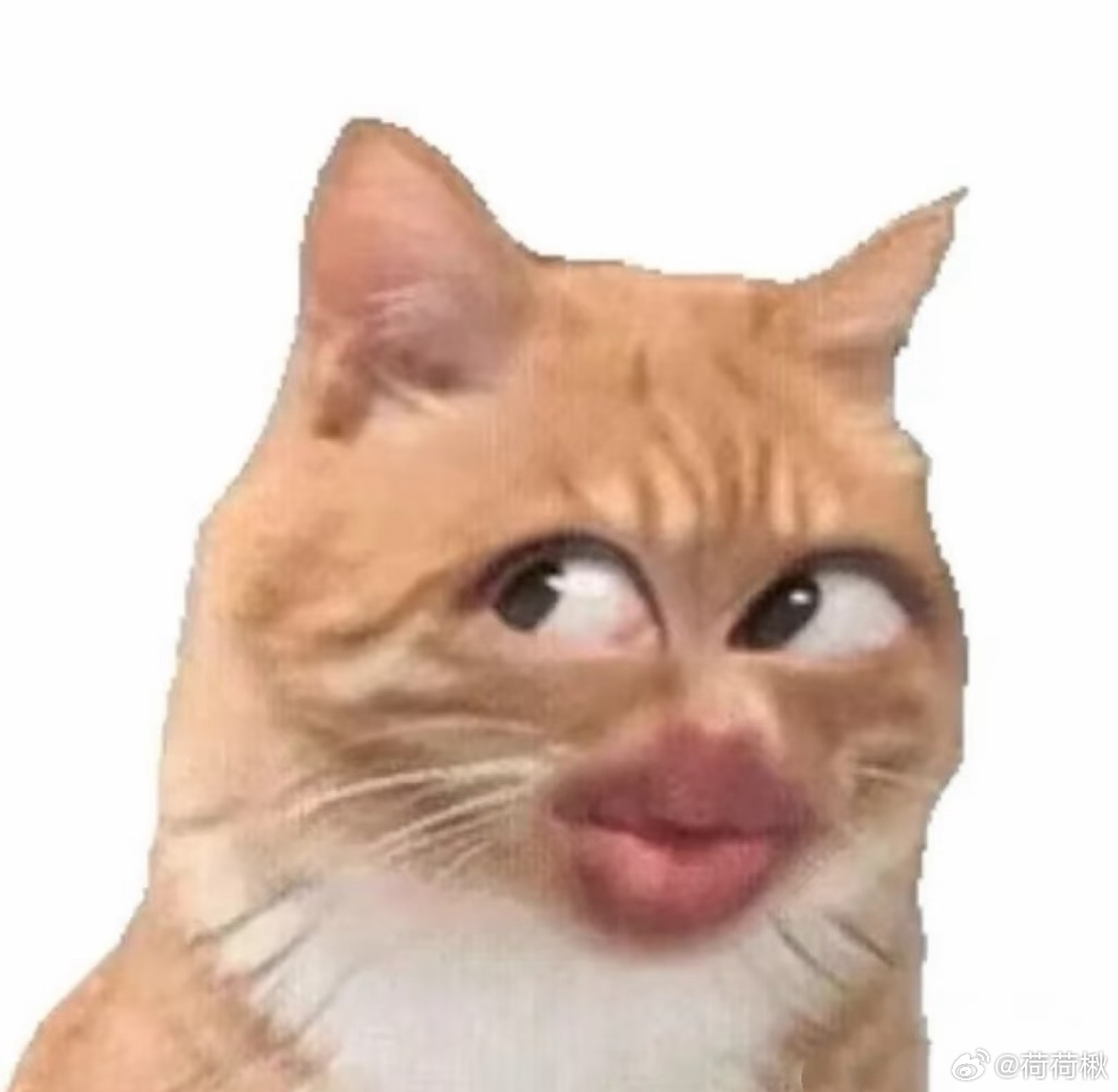 “热度全在它身上” ​​​