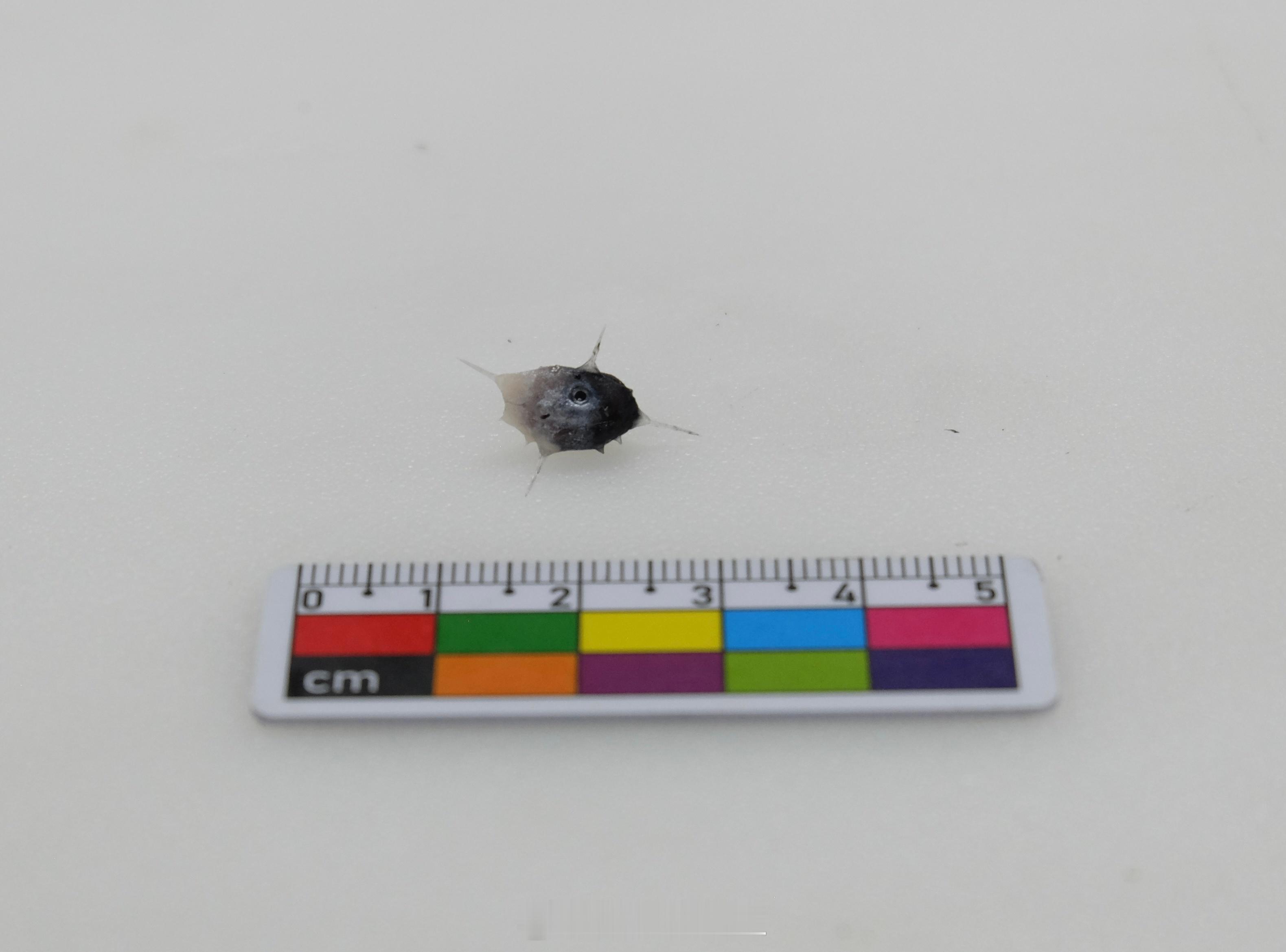 不同阶段的 矛尾翻车鲀/Masturus lanceolatus 宝宝（图1-4