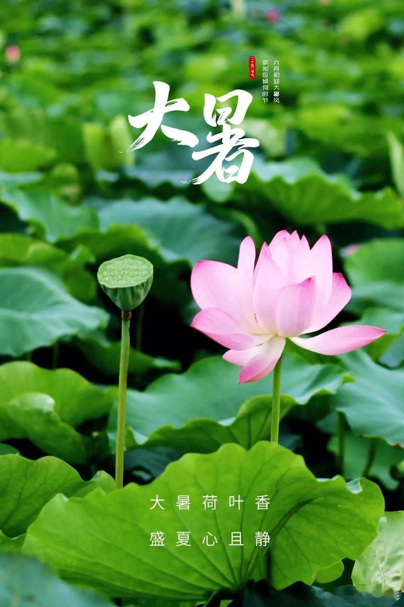 今天的太阳真的有点“毒”，出门五分钟，流汗两小时。🥵大暑这节气，主打一个“上蒸