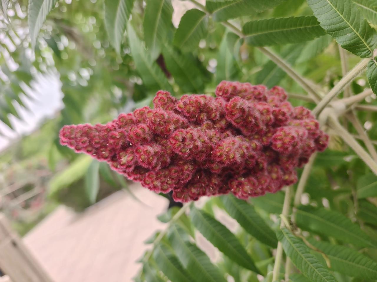 分享一张你拍的花，什么花都行这就是我前天拍到的花，我活了77年，从来都未见过的，