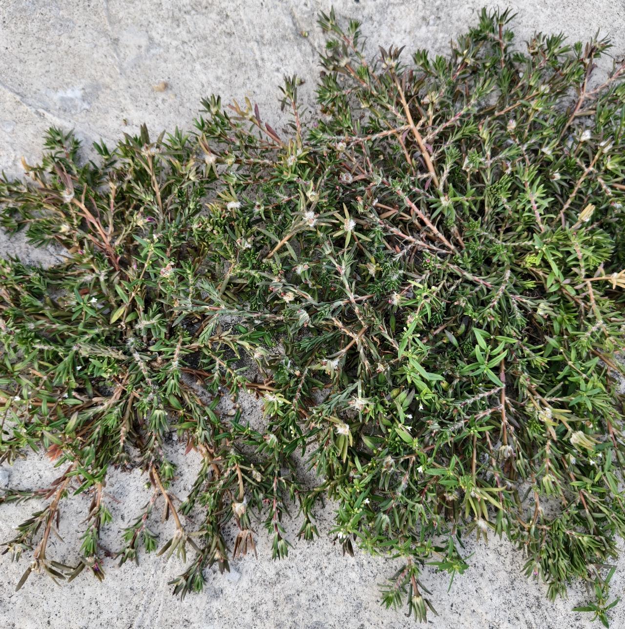楼顶的植物，叫得出哪个的名字吗？
都是没人浇水没有人打理的，缝隙里就钻出来，强光