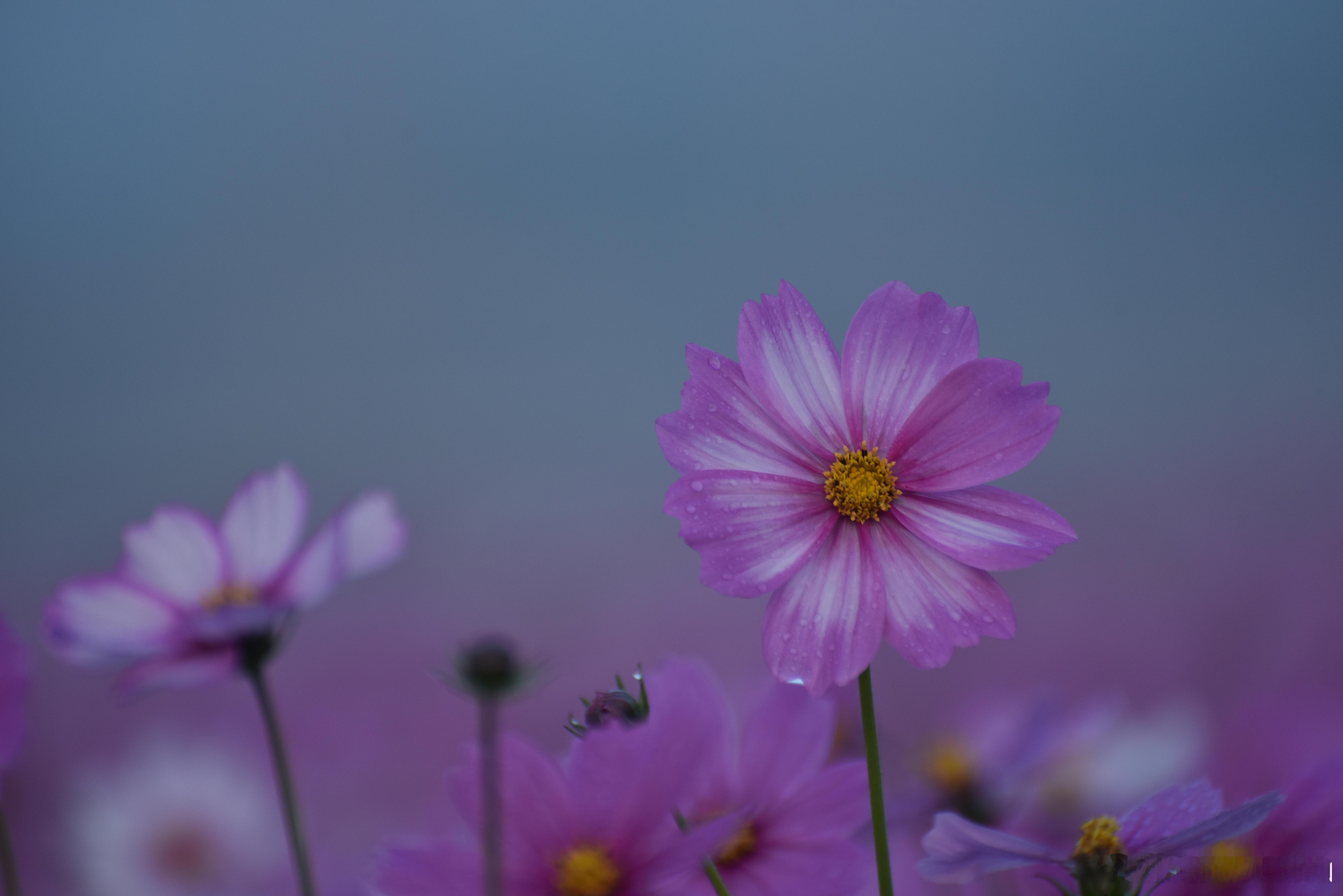 摄影技巧[超话]  格桑花花语：幸福、美好时光、吉祥、怜取眼前人、坚韧不拔   