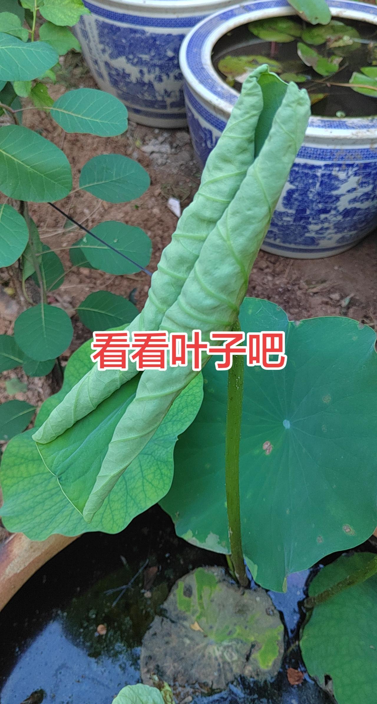 庭院荷叶