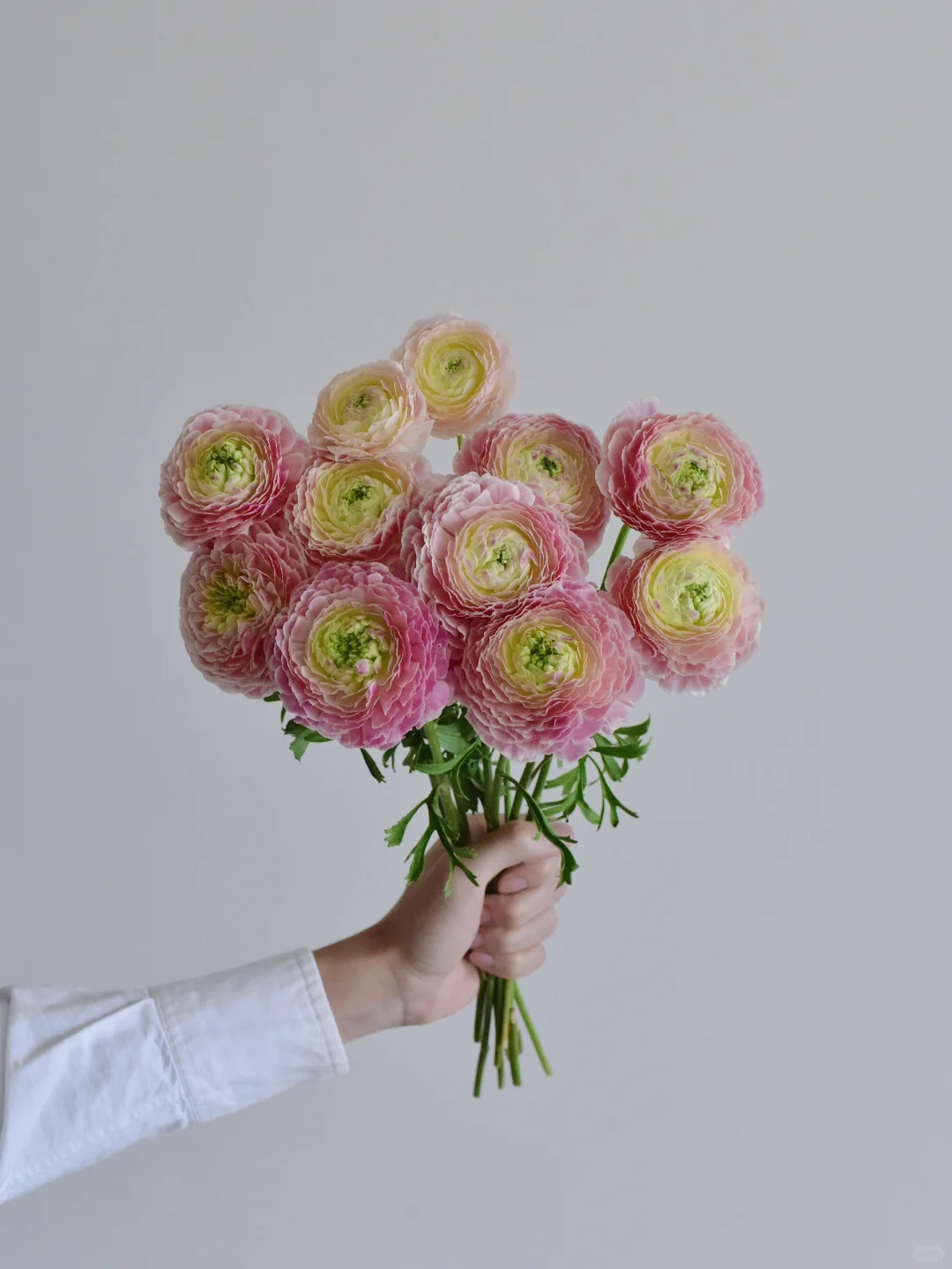 洋牡丹·玛格丽特