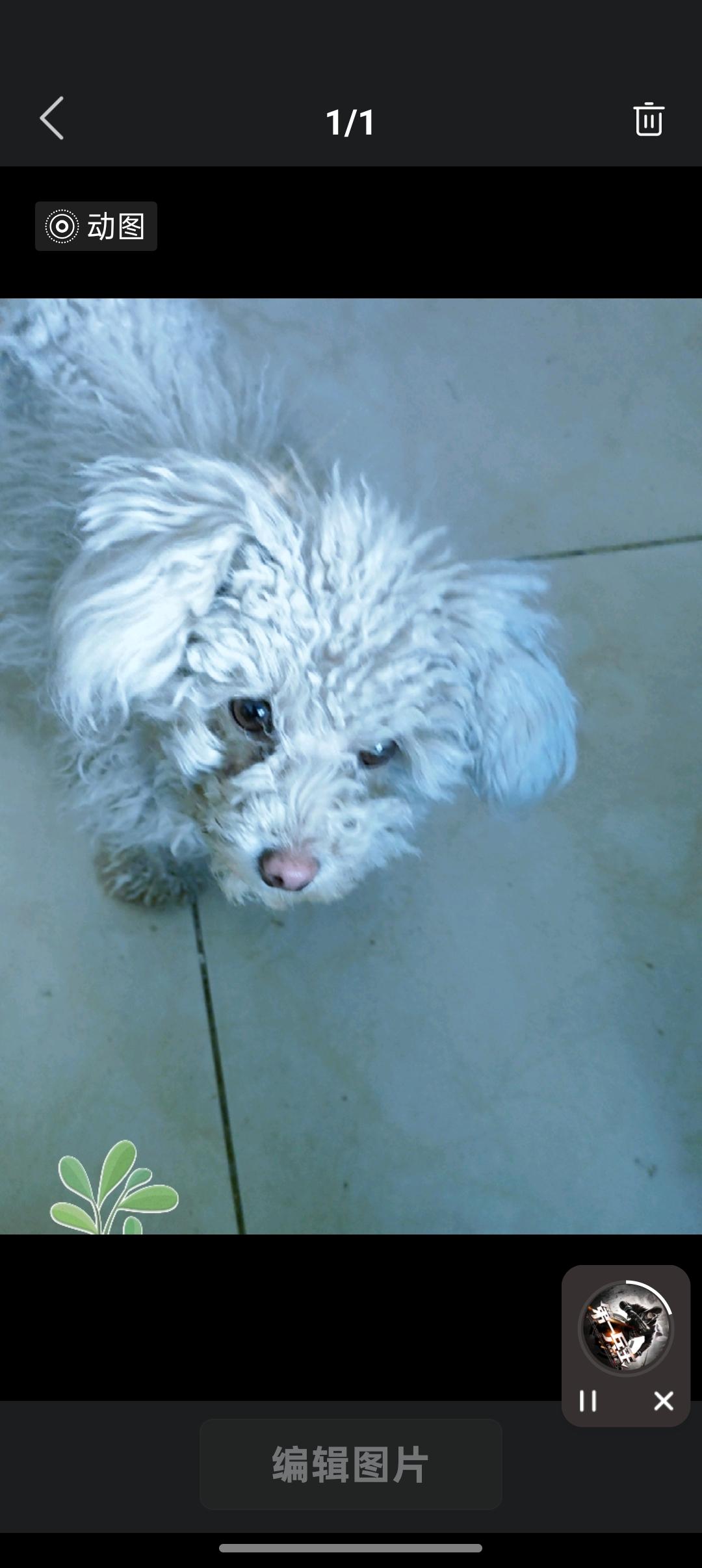 晒图笔记大赛这团毛茸茸的小家伙，眼睛水汪汪的像藏了星星，往那儿一蹲就自带可怜兮兮