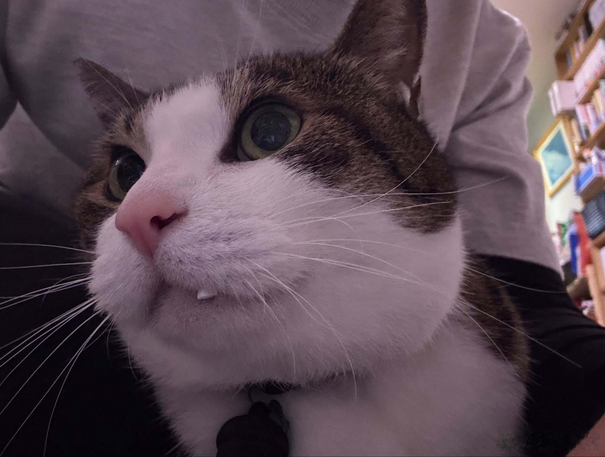 【 “这是假装他有吃药的猫” 】 ​​​