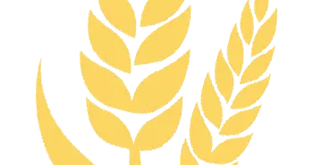 碳水也分“好”和“坏”？选对这5种好碳水，吃得饱还不长胖！