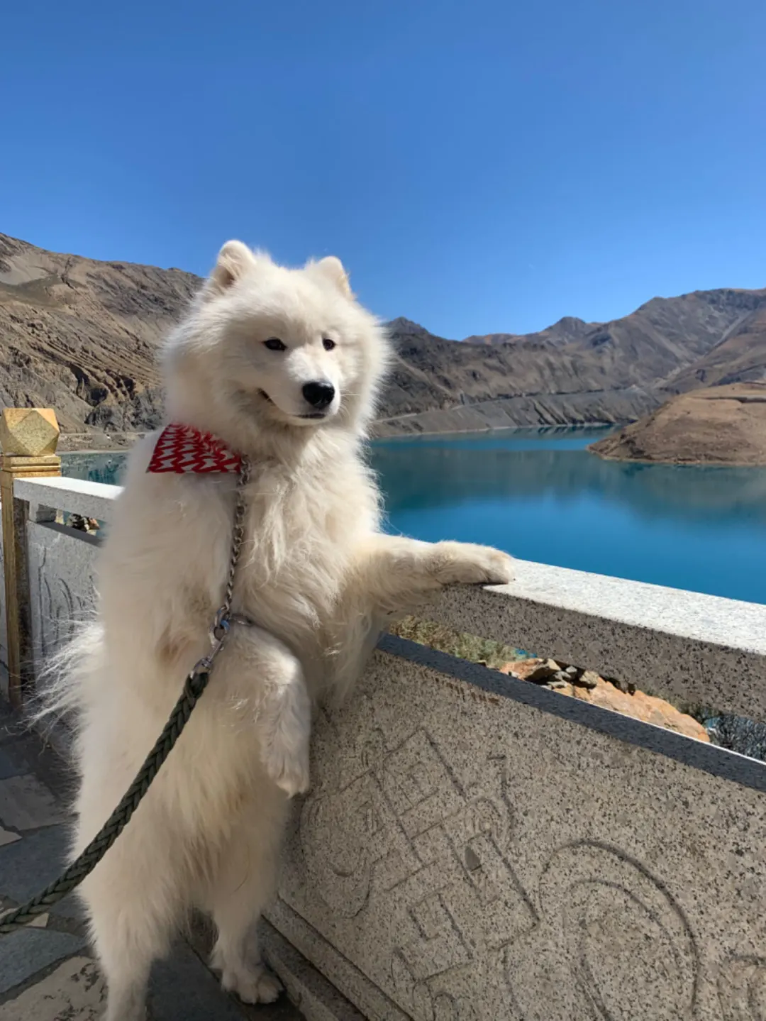 谁家的耶耶这么有镜头感啊