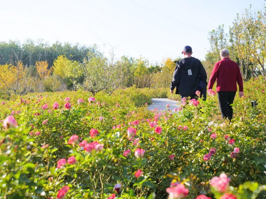 风遇花开，秋日公园藏着温柔浪漫🍂 ​​​