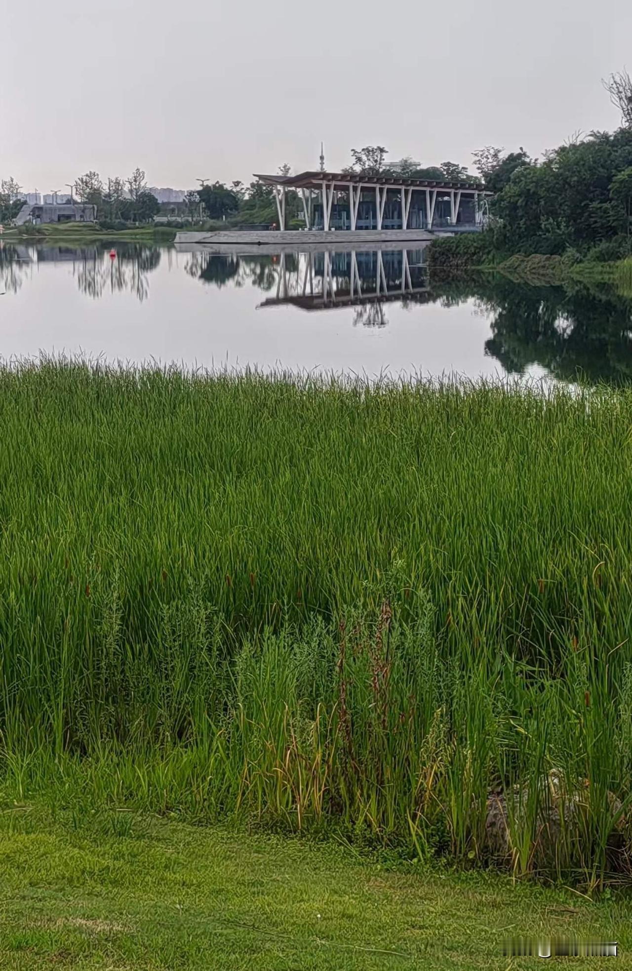 从东安湖到龙泉山，一口气跑到山下，练长跑的好地方。
图文原创：东山闲人  杨西屏