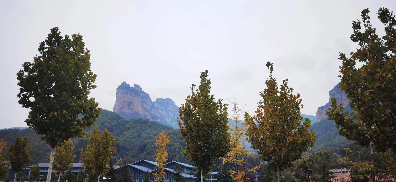 #可以分享一张秋景的树叶照片吗#绿中泛黄，来自盛夏的绿叶，来自深秋的黄叶，相互之