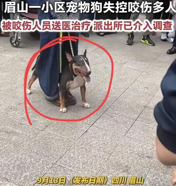 实在想不通，
这么丑的狗为什么会有人养！

这就是眉山咬人的那条狗，迷你牛头梗，