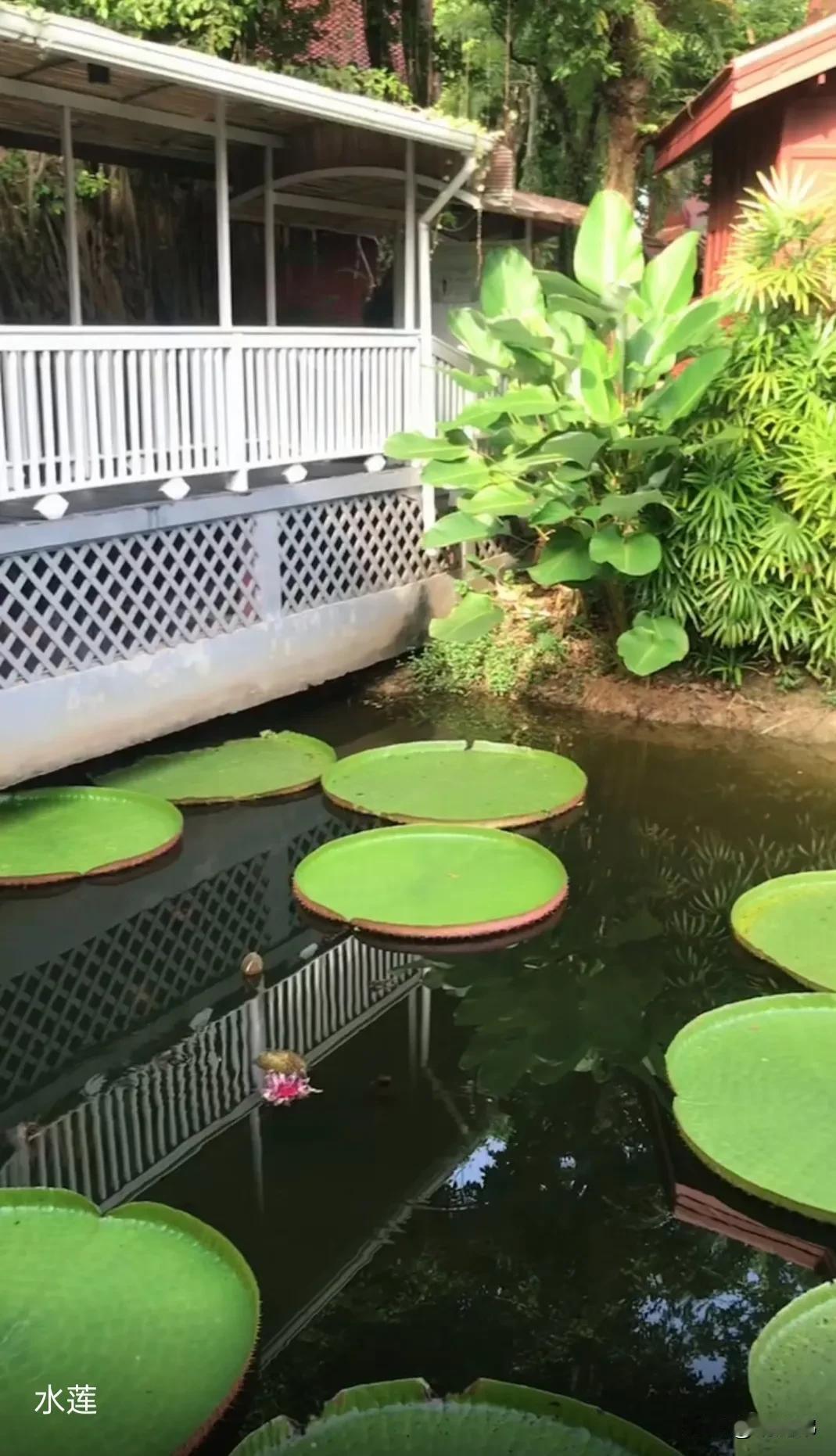 绿意盎然的水莲池，静谧的午后时光荷池美景分享 绿水绿树治愈 湖边公园里美景