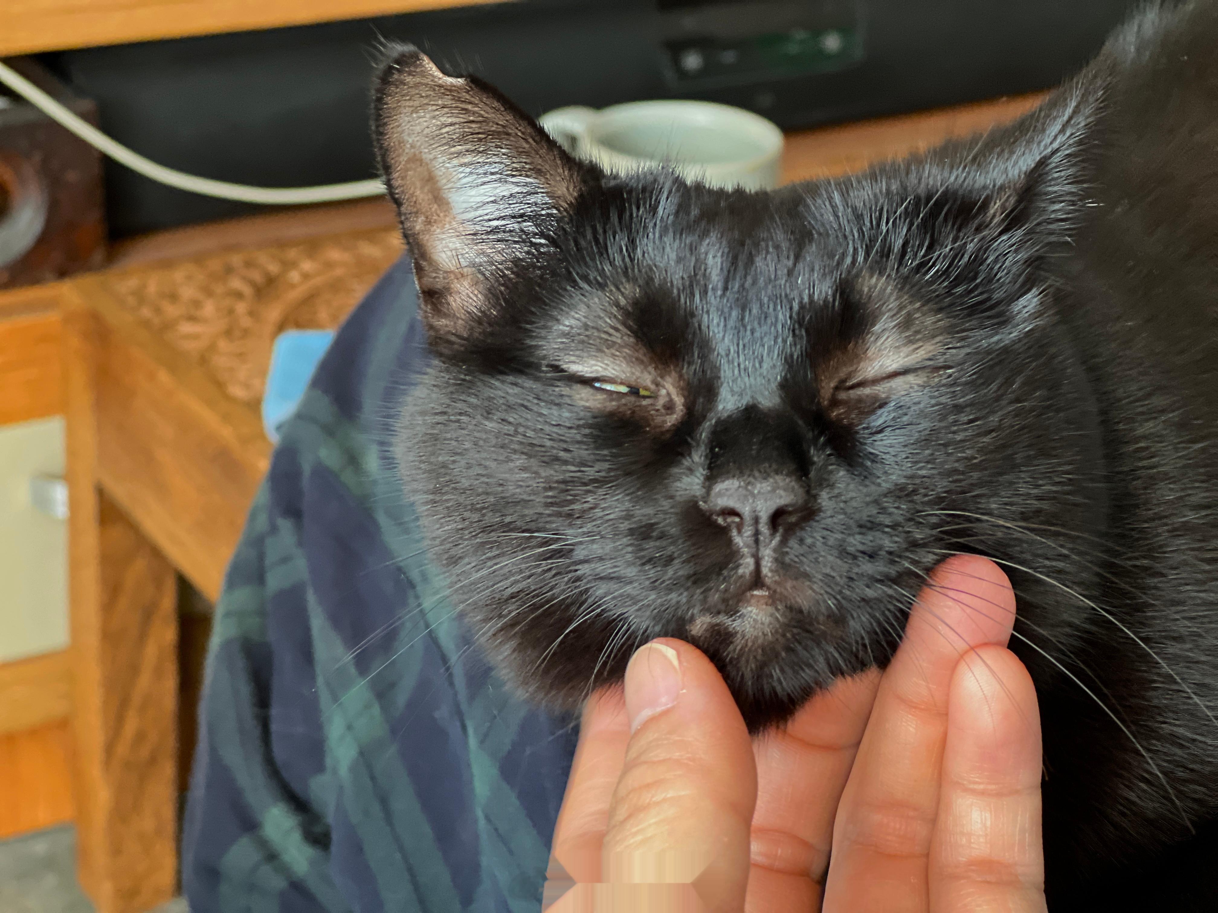 這天氣讓人昏昏欲睡～#蝦蝦不可以太可愛# ​​​