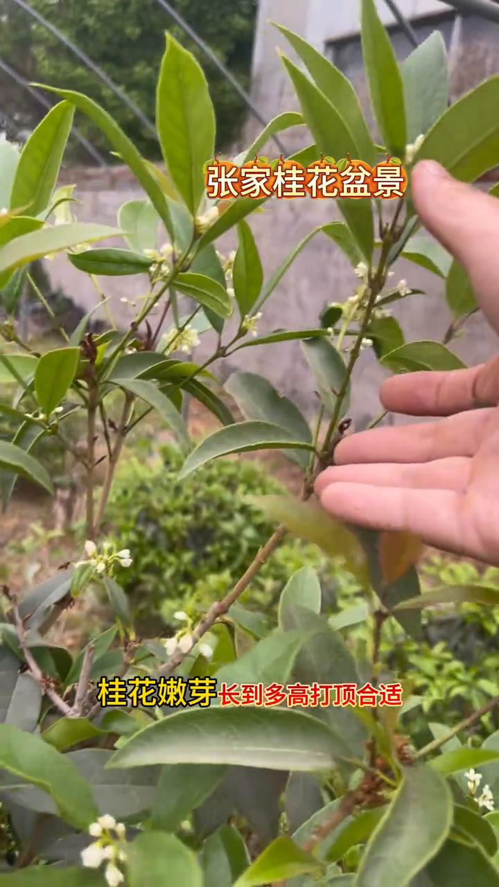 桂花嫩芽多高打顶合适？
张家桂花盆景。
桂花嫩芽长到多高打顶合适？其实这并没有一