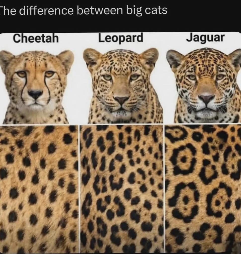 三种大型猫科动物对比：美洲豹、花豹和猎豹。美洲豹和花豹同属豹属（大型猫科），与狮