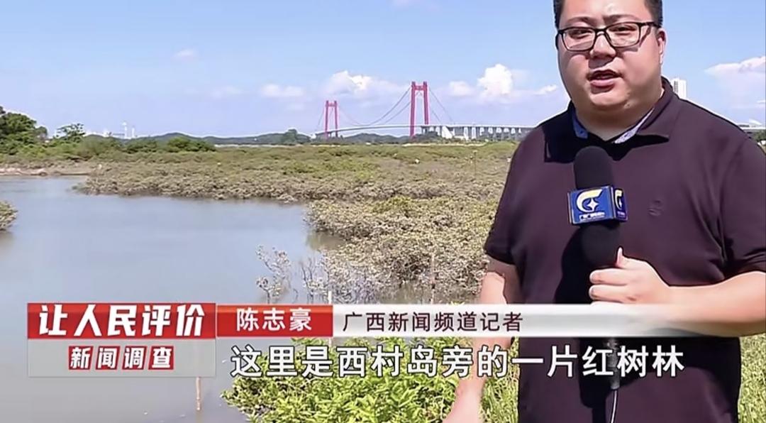 近期钦州茅尾海6公里的泡沫垃圾带，中央环保督察曝光后，广西新闻频道也作了报道，经