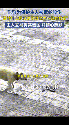 “忠犬救主具象化了！”一女子正在休息时，狗狗突然狂叫不止，准备呵斥它时，忽然看到