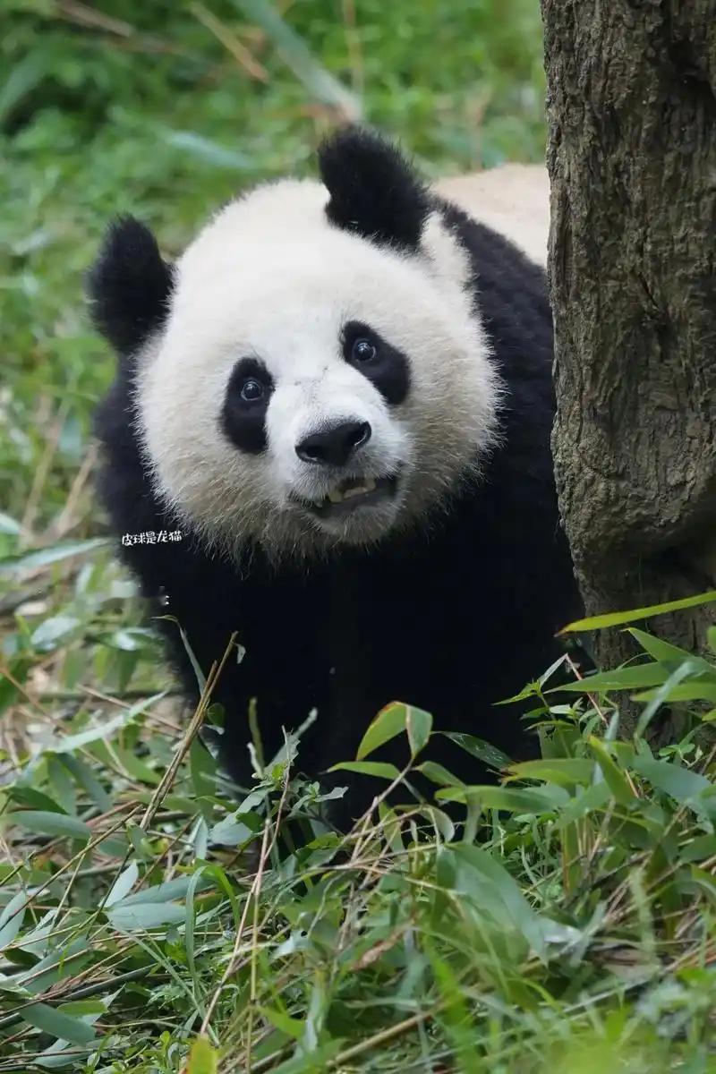 你以为大熊猫是靠卖萌活到今天的？
这家伙的咬合力在食肉目动物里排第五，仅次于北极