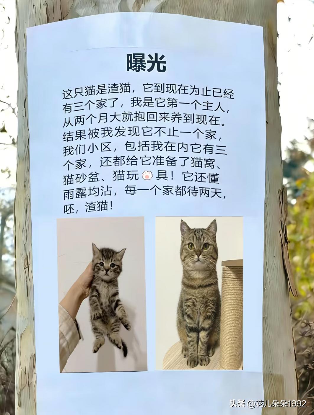 我以前养了一只狸花，跑出去玩好几天才回来，回来就猛猛吃猛猛睡，我以为他在外面累坏