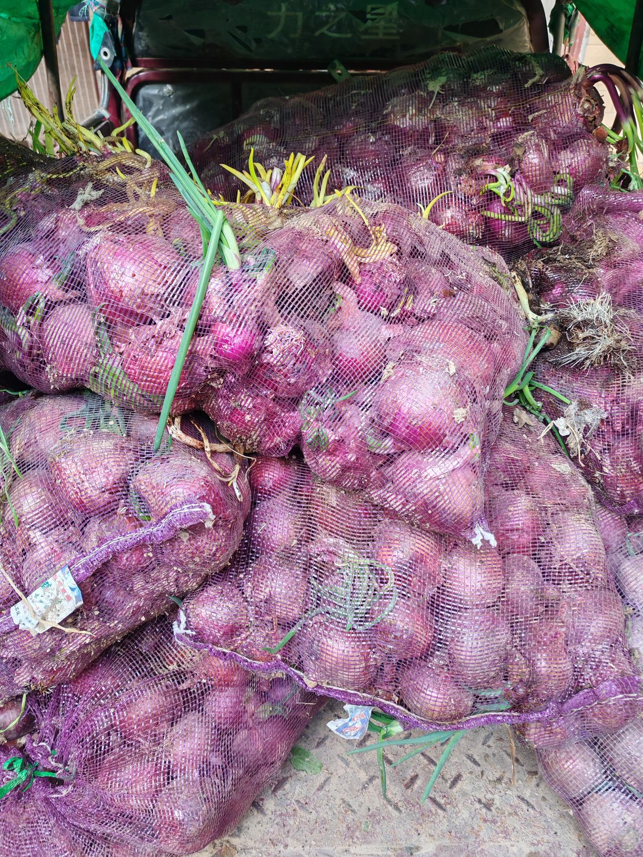 心疼死我了。洋葱只能扔沟里去了！




下了两个多月雨，一吨洋葱一分钱都没有卖