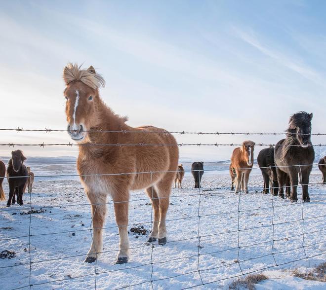13匹马被冻死在冰层里。

黑龙江黑河嫩江市七星泡农场农户养殖的13匹马，被冻死