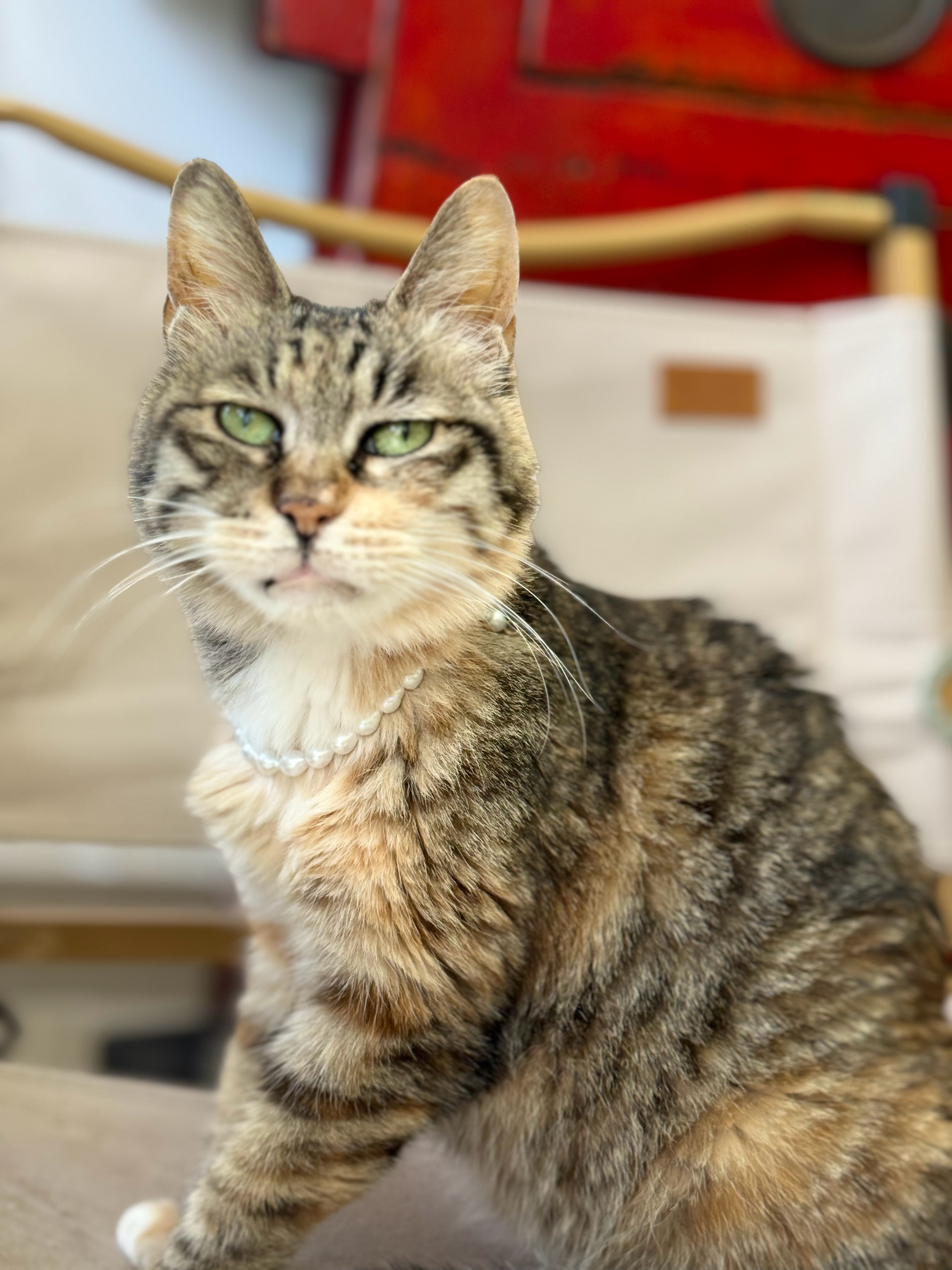 猫是很老了，带上珍珠项链却依然优雅！猫咪