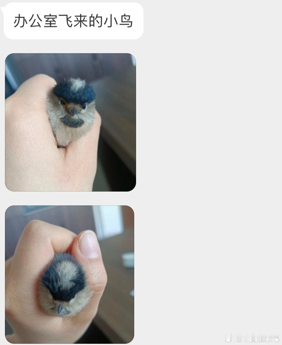 #鸟粉投稿# 把握良鸡环节来屋里探险的【银喉长尾山雀】好可爱的锅盖头🙊让它飞走