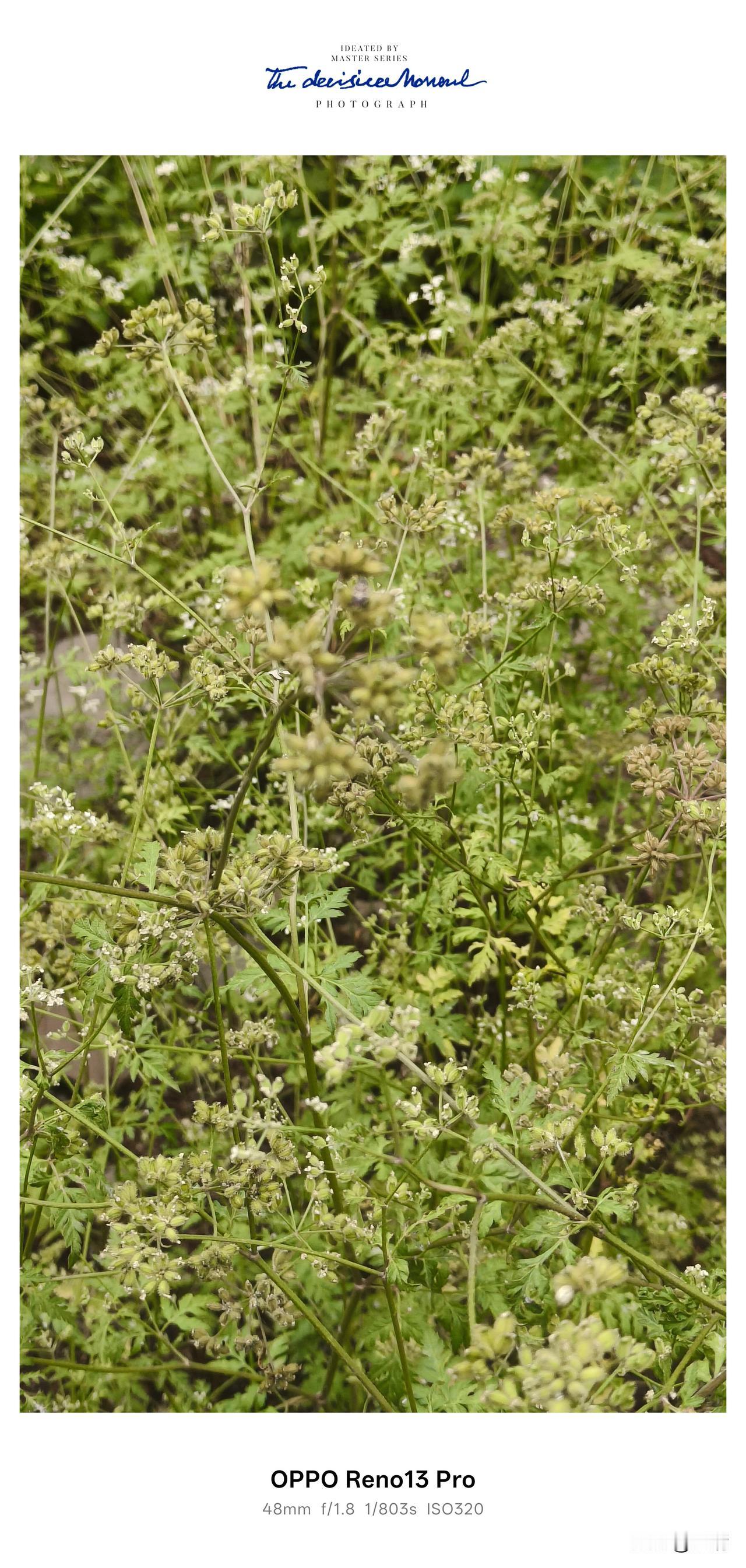 八粮堰山野里的“粘人精”，是刻在我记忆里的童年印记🌿
 今天出来在山野里散步，