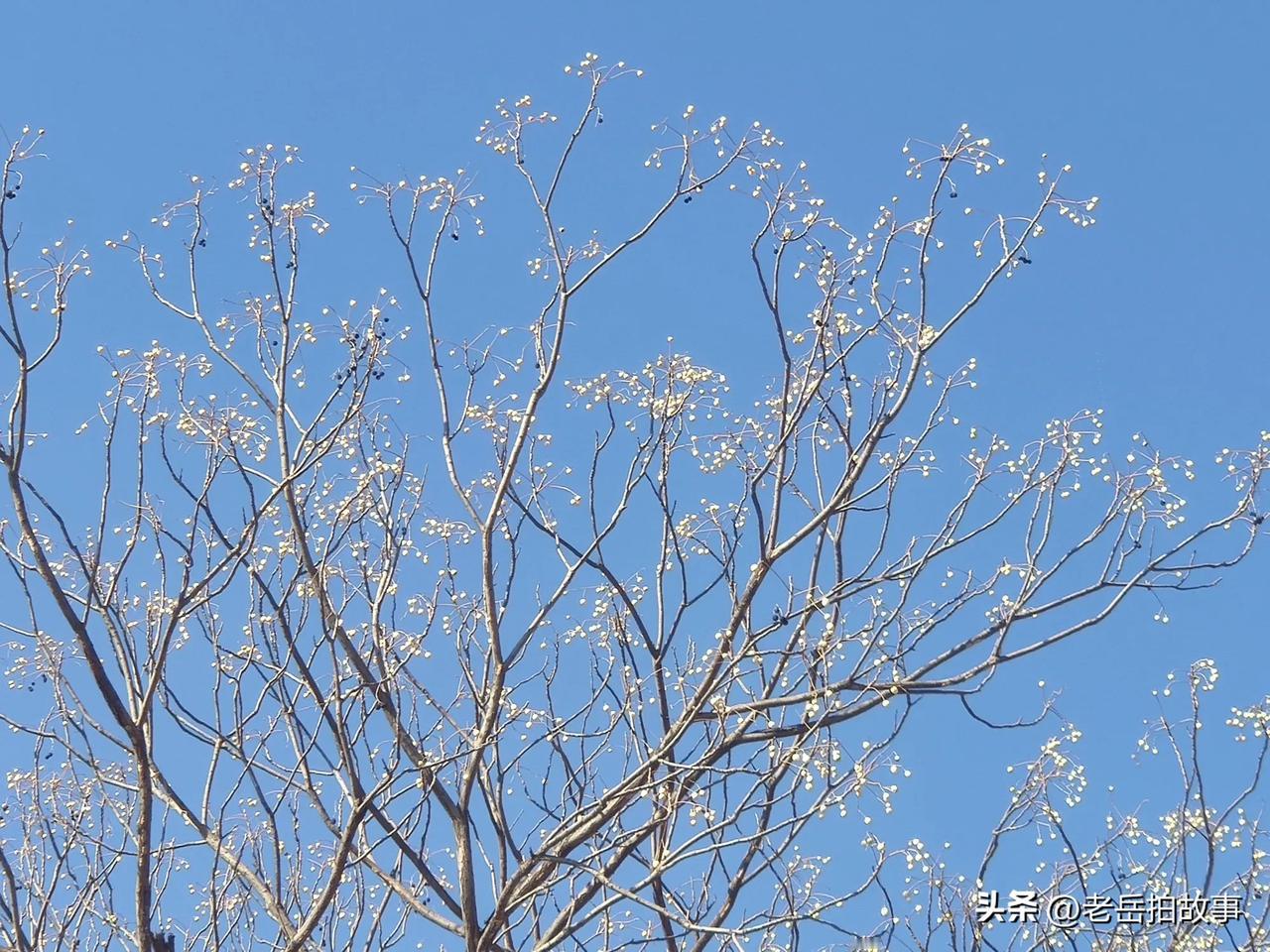 上联：岁岁平安好运来，诚邀下联上联:岁岁平安好运来；下联:年年有余温饱在。