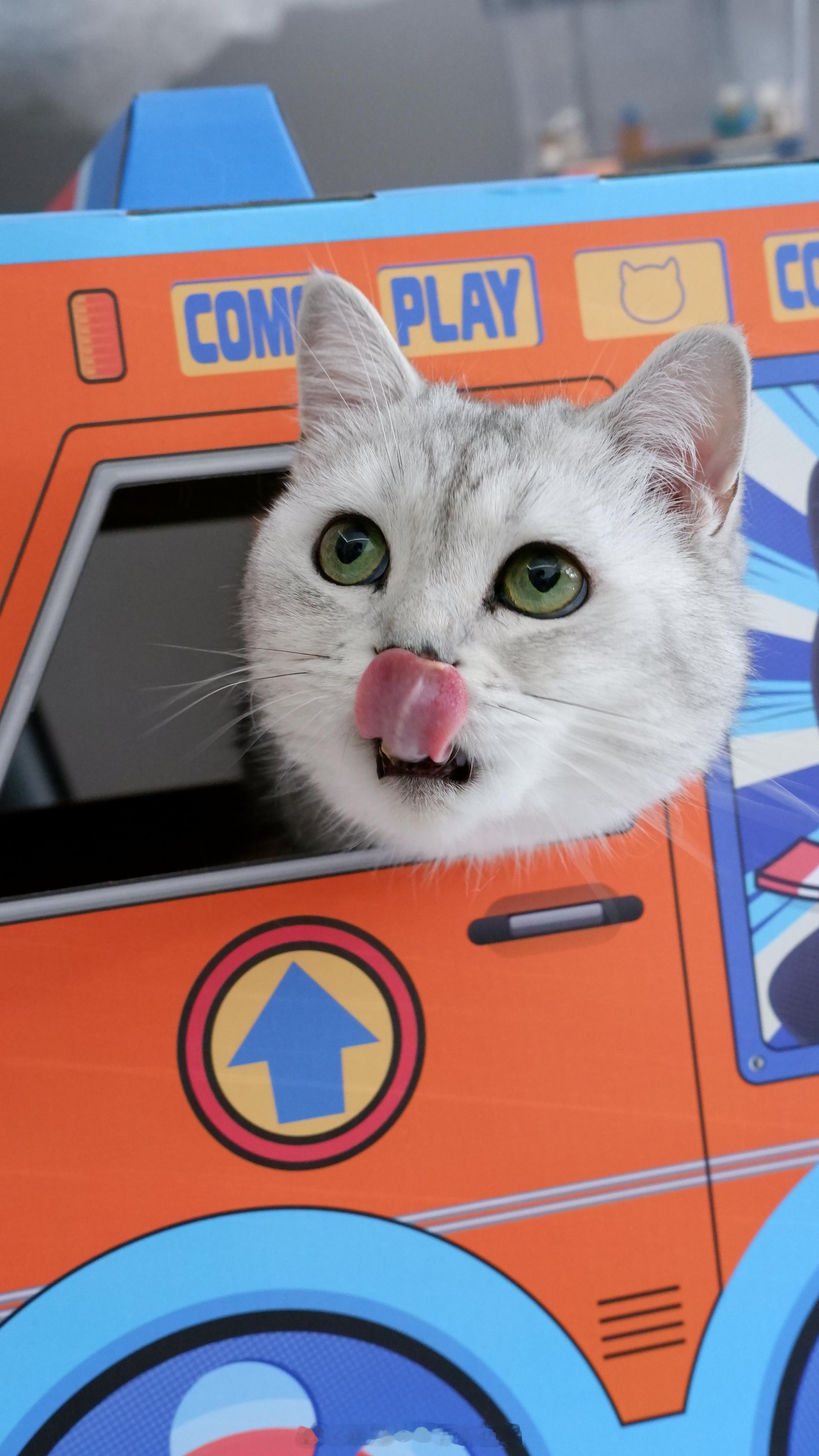 新车车呜儿哇呜儿哇的那种🚓#喵趣横生# ​​​