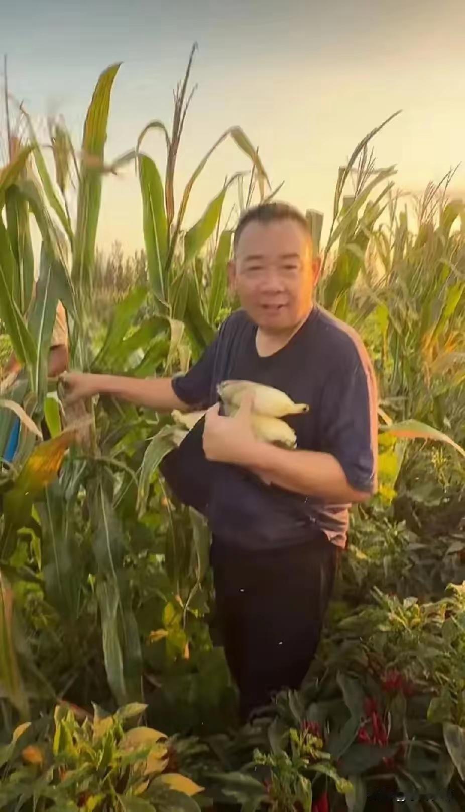 河南正值玉米丰收之际，你瞧瞧，咱们的于东来大哥人多好啊！居然亲自到地里掰玉米去了