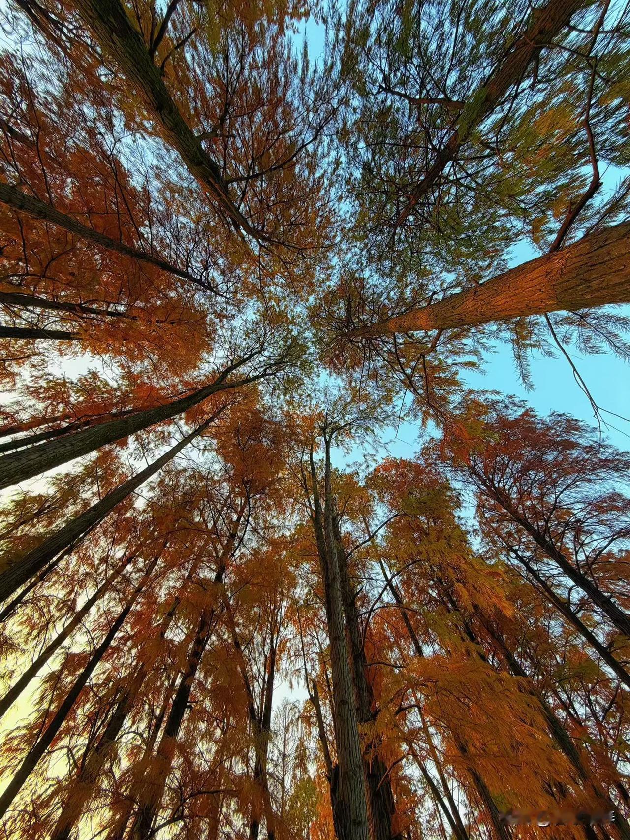 抗性淀粉是否能提升基础代谢率
？
     抗性淀粉不能直接、显著地提升静态的基