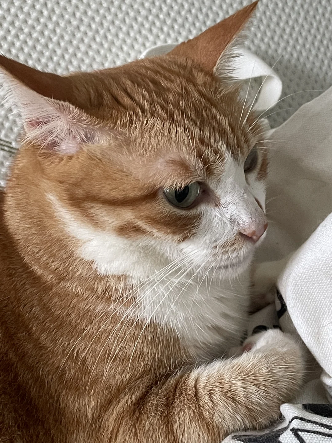 橘橘大脑袋🍊