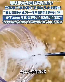 媳妇想买羽绒服，男子养1800只鹅捡鹅绒动手做：每天捡几小时，低成本又实惠

