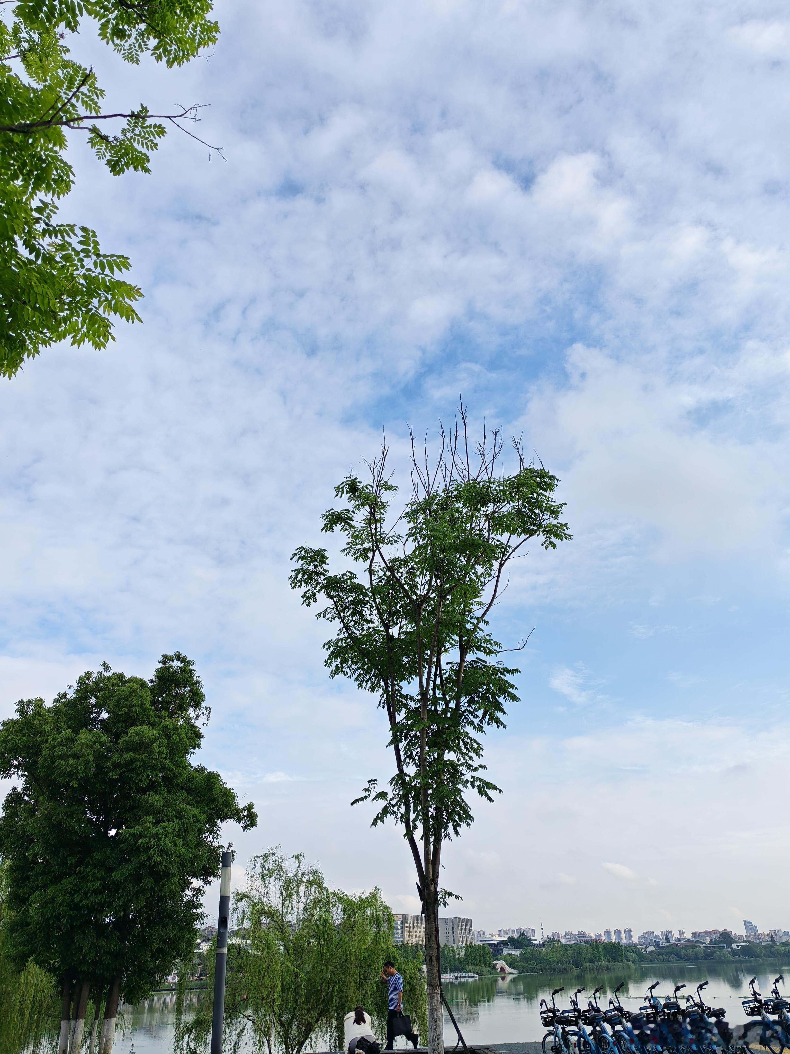 随手拍天气 这树是不是偷偷报了“增高班”？怎么感觉它每天都在“窜个儿”！旁边的马