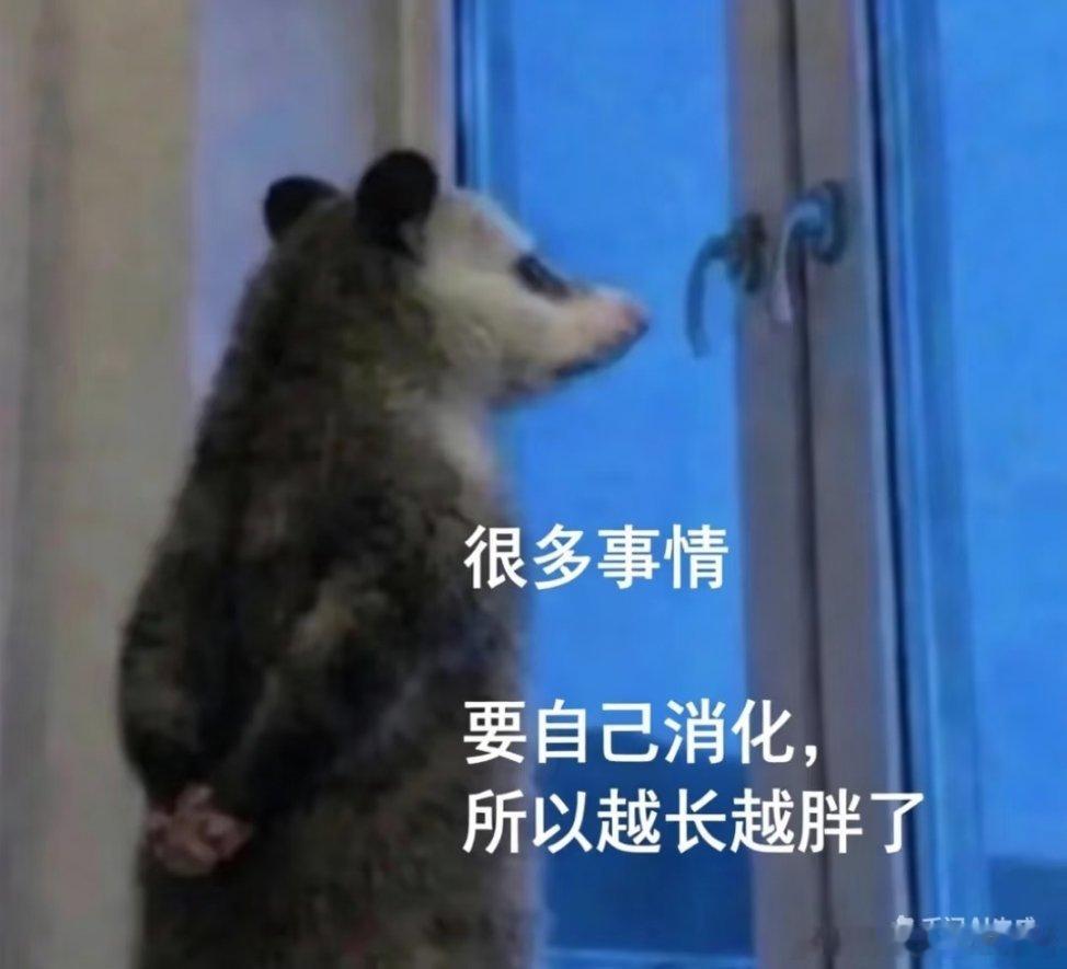 老四要减肥了刚刚爬猫架 猫架倒了 
