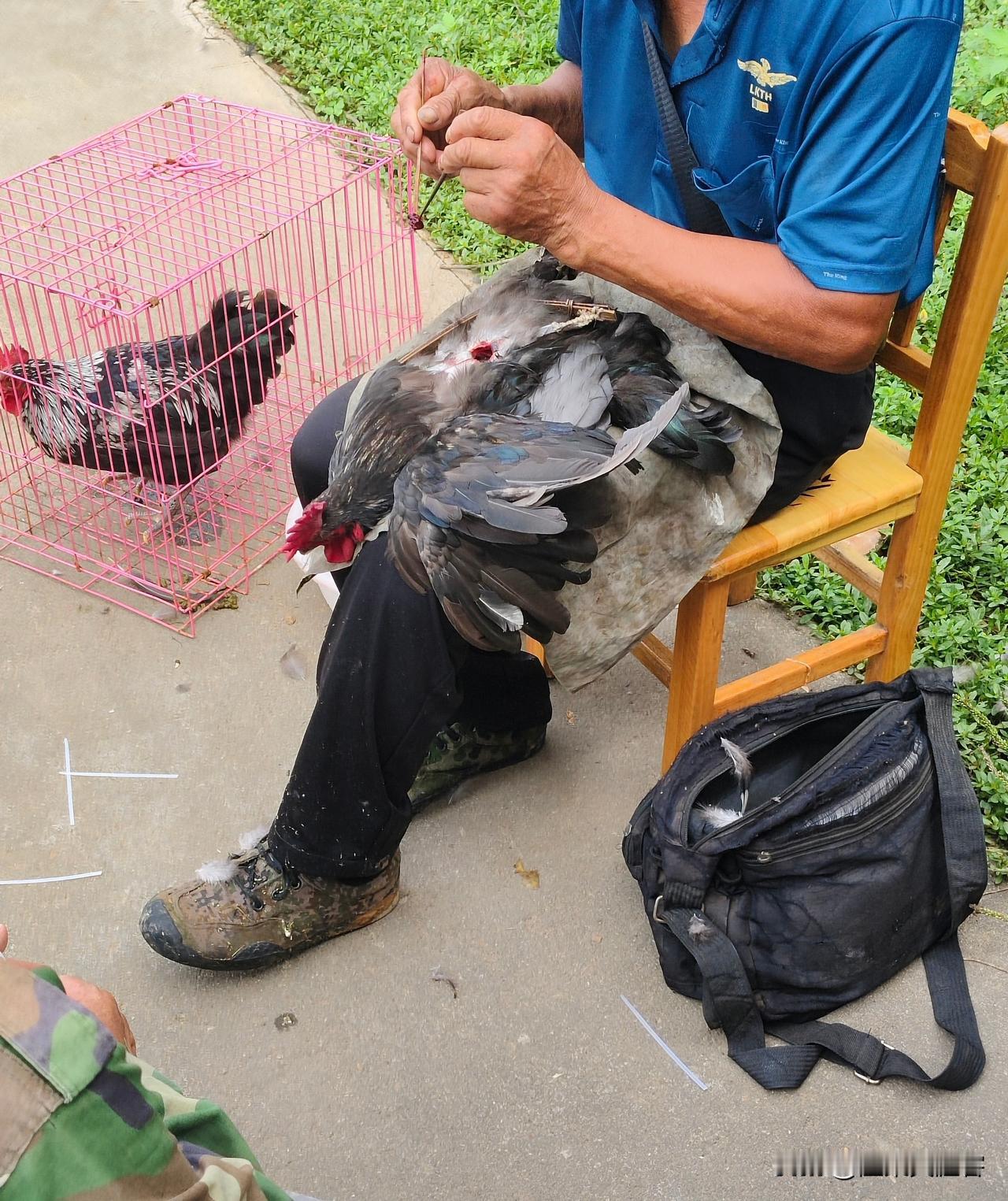 大伙看看，这就是农村阉鸡的老师傅！
走村串巷，专门过来给小公鸡做手术。
为啥要给