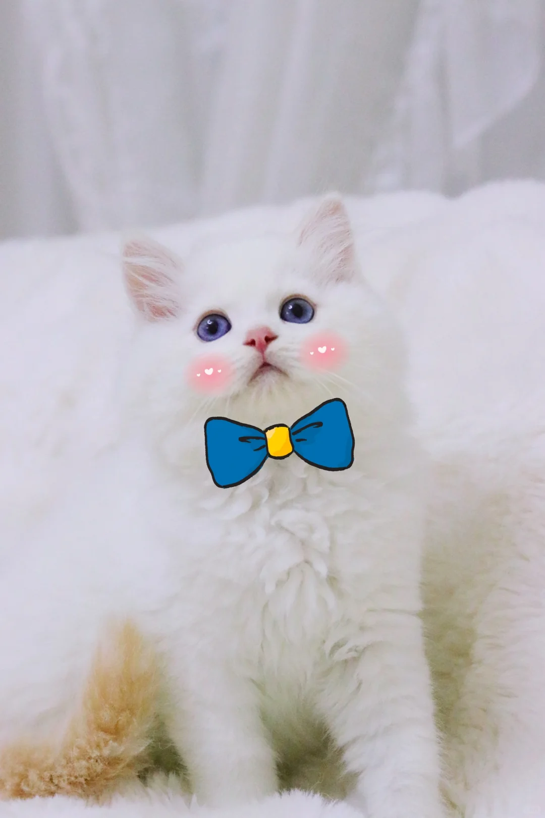 镜头感这个东西，有的小猫也是天生的